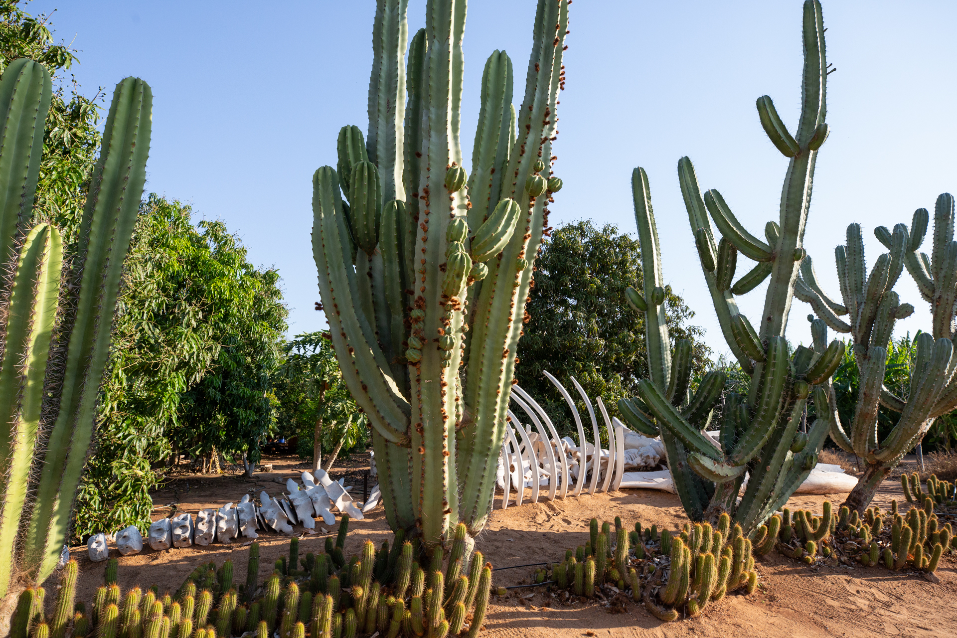 Carnarvon Cactus Garden