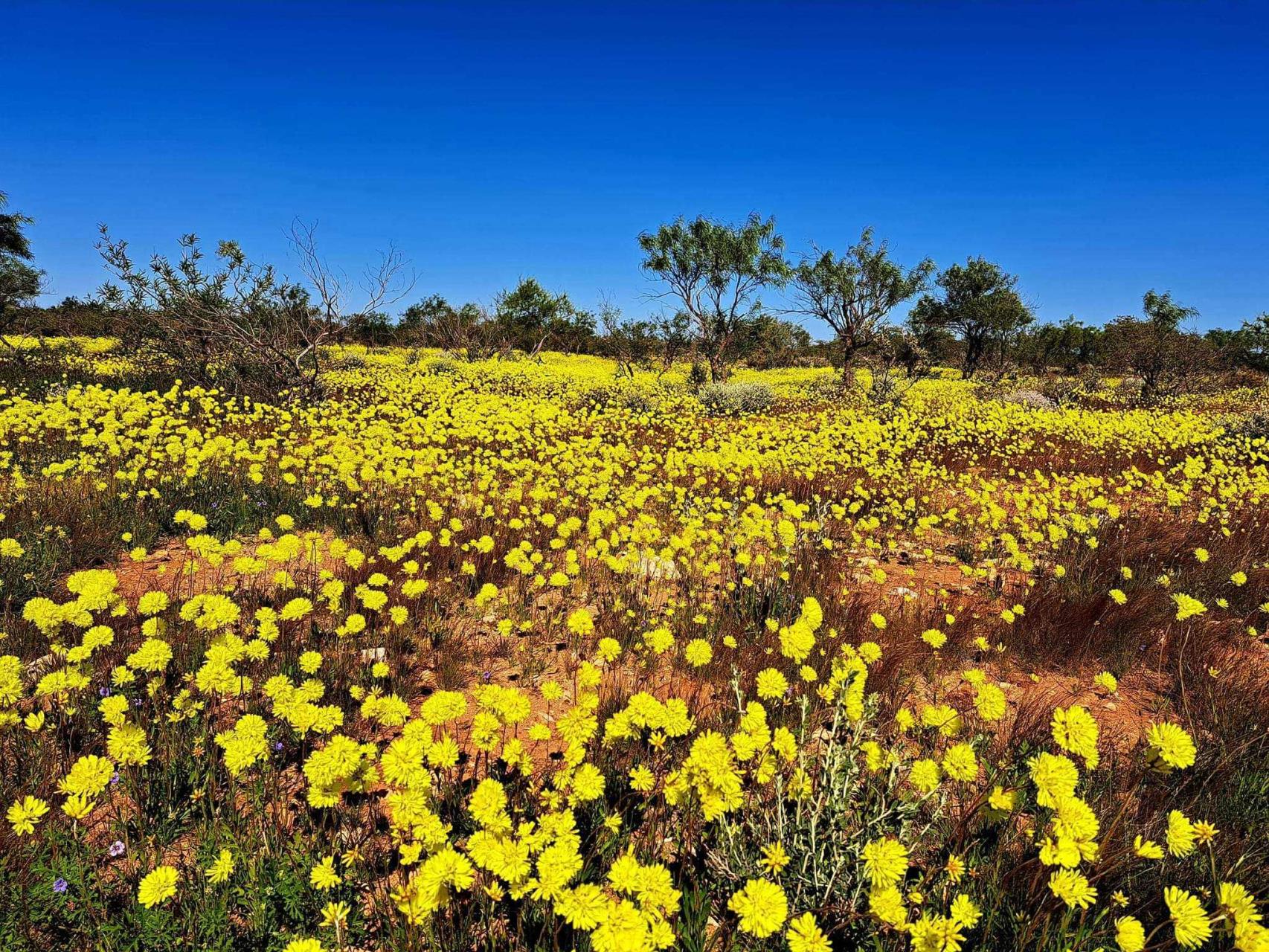 Explore the Wildflower Wonderland of the Gascoyne Region